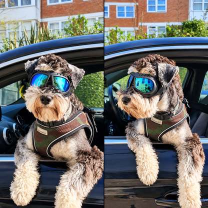 Small Dog Goggles with Soft Frame and Adjustable Strap, Colorful Coated Lens Pet Sunglasses for Car Rides Outdoor Activities Windproof Protection (Blue)
